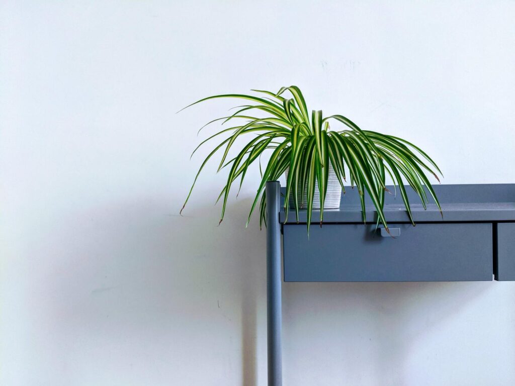 A potted plant is sitting on top of a gray desk.