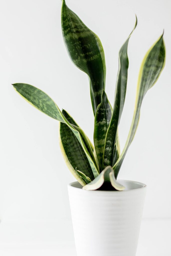 A snake plant in a white pot on a white background