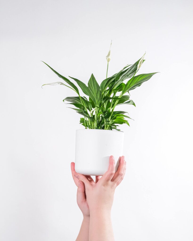 A person is holding a potted plant in their hands.